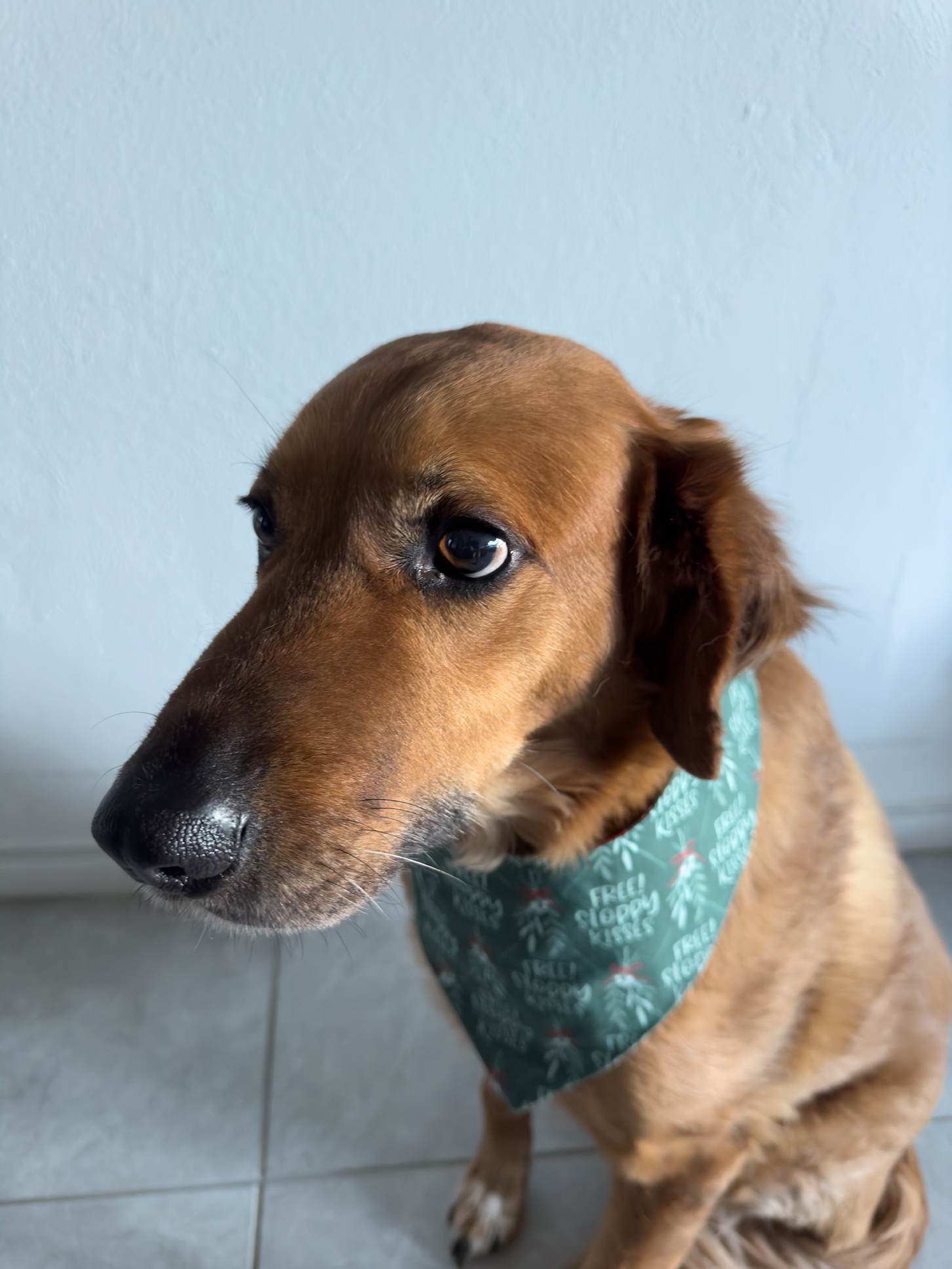 pet bandana