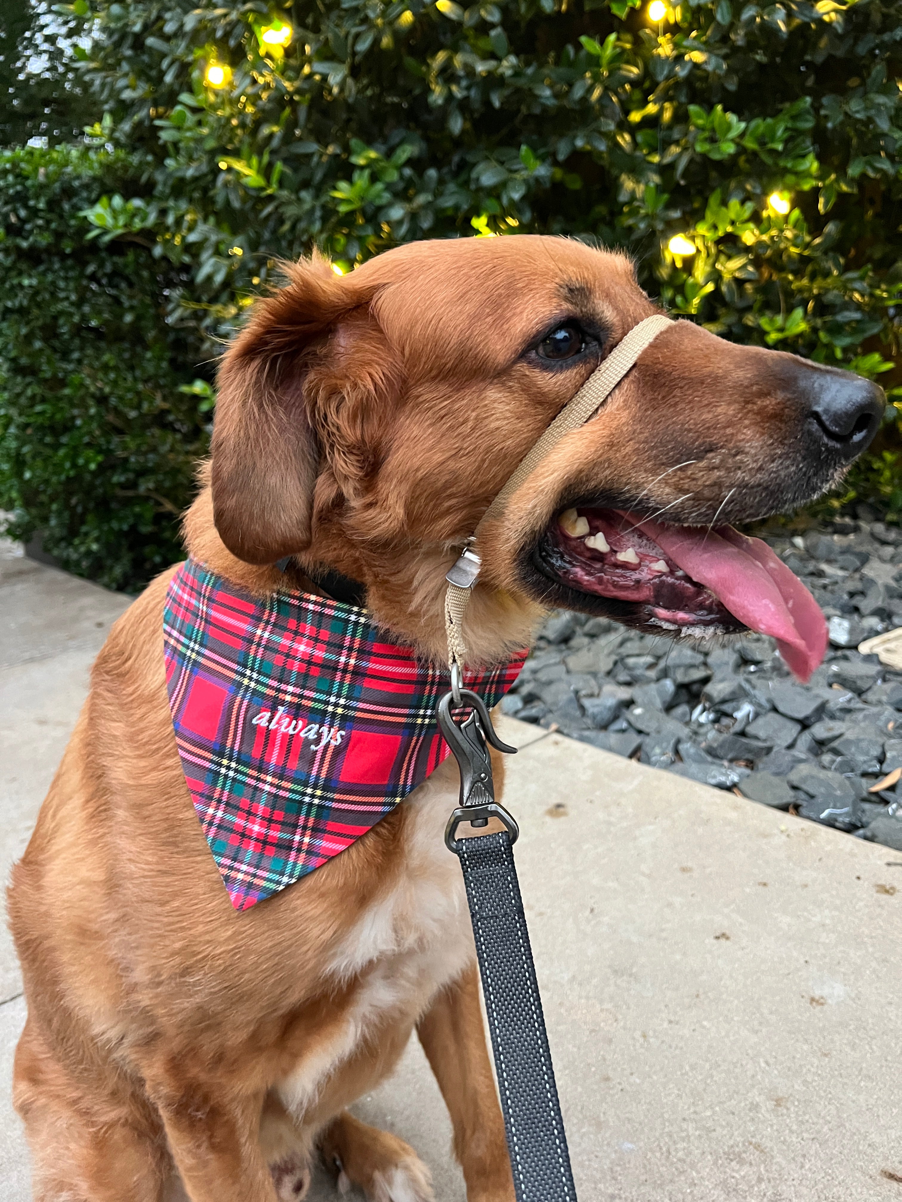 pet bandana